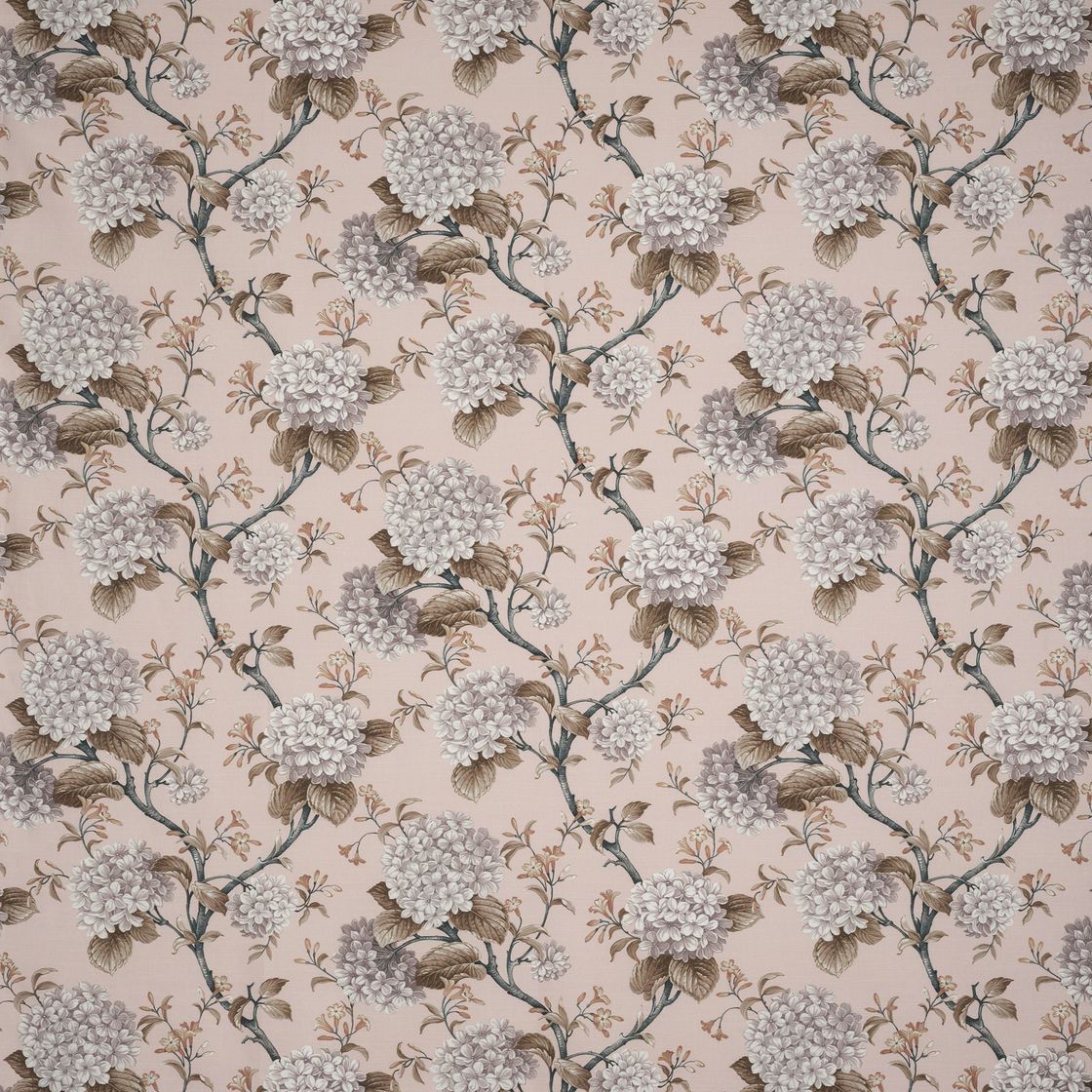 main hydrangea blush